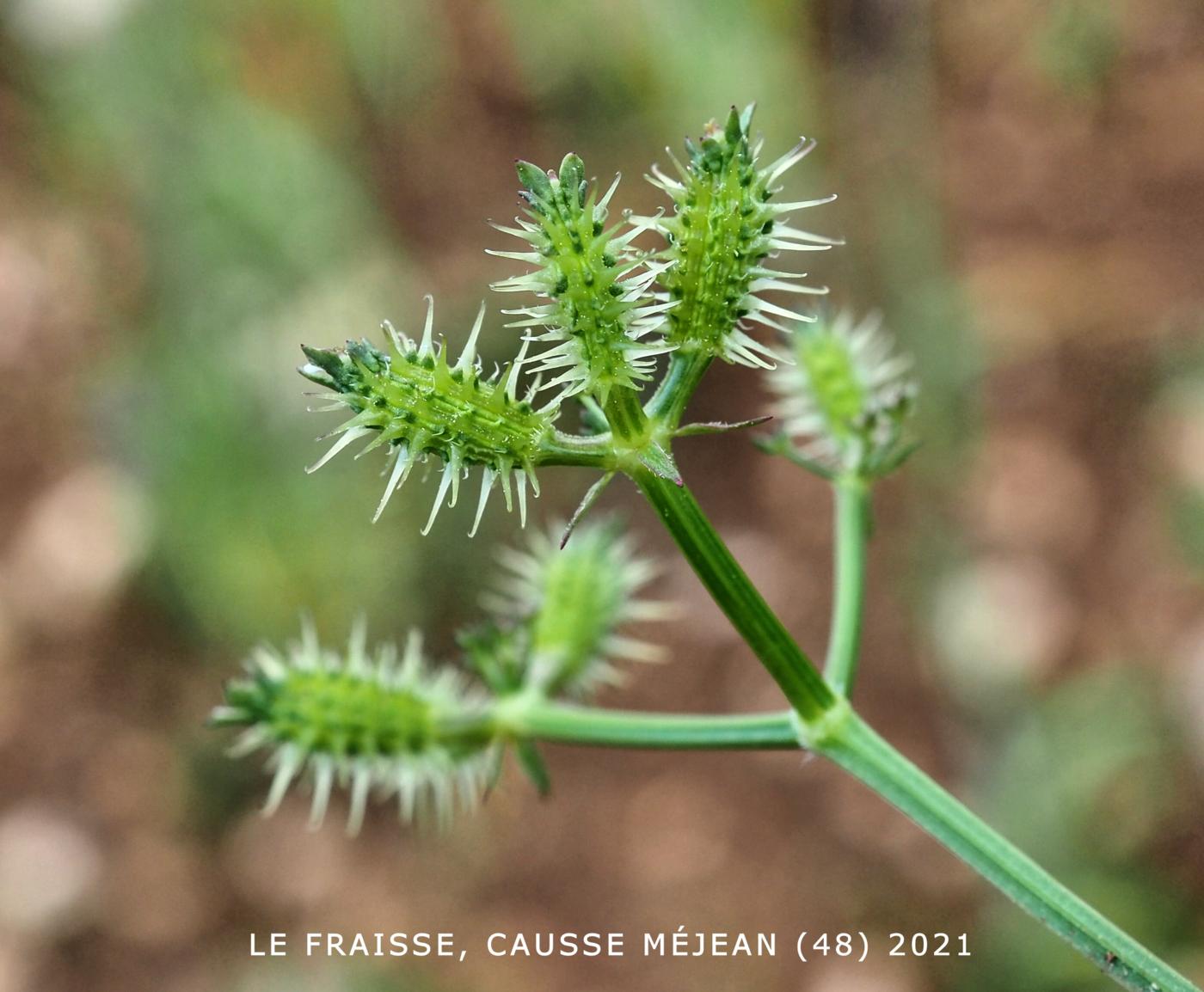 Burr Parsley, Carrot  fruit